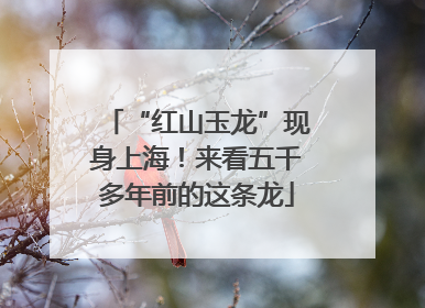 “红山玉龙”现身上海！来看五千多年前的这条龙