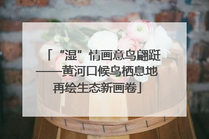 “湿”情画意鸟翩跹——黄河口候鸟栖息地再绘生态新画卷