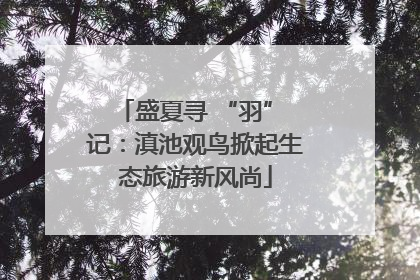 盛夏寻 “羽” 记：滇池观鸟掀起生态旅游新风尚