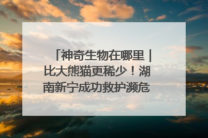 神奇生物在哪里｜比大熊猫更稀少！湖南新宁成功救护濒危鸟类海南鳽