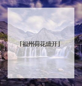 福州荷花盛开