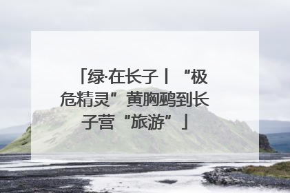 绿·在长子丨“极危精灵”黄胸鹀到长子营“旅游”