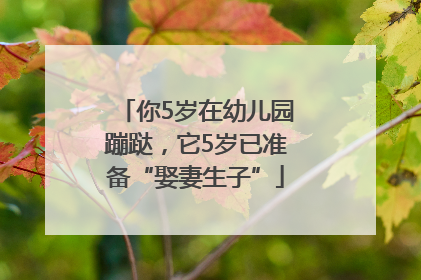 你5岁在幼儿园蹦跶，它5岁已准备“娶妻生子”
