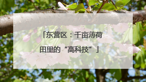 东营区：千亩薄荷田里的“高科技”