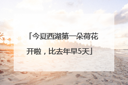 今夏西湖第一朵荷花开啦，比去年早5天