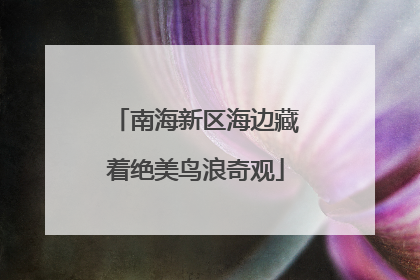 南海新区海边藏着绝美鸟浪奇观