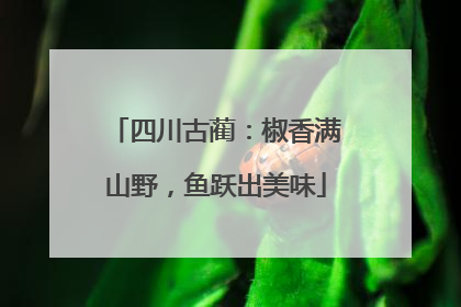四川古蔺：椒香满山野，鱼跃出美味