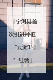 宁洱县首次引进种植“云淀1号”红薯