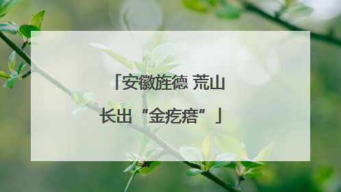 安徽旌德 荒山长出“金疙瘩”