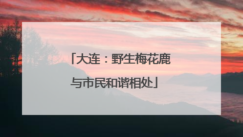 大连：野生梅花鹿与市民和谐相处