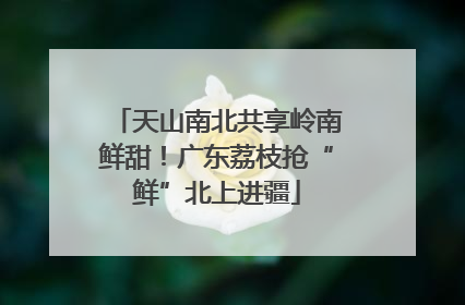 天山南北共享岭南鲜甜！广东荔枝抢“鲜”北上进疆