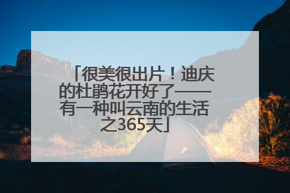 很美很出片！迪庆的杜鹃花开好了——有一种叫云南的生活之365天
