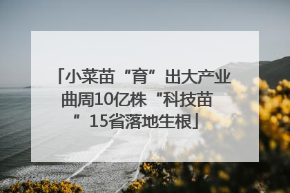 小菜苗“育”出大产业 曲周10亿株“科技苗”15省落地生根