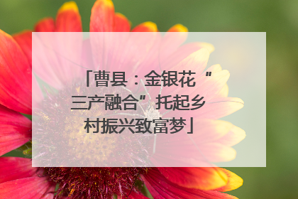 曹县：金银花“三产融合”托起乡村振兴致富梦