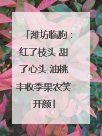 潍坊临朐：红了枝头 甜了心头 油桃丰收季果农笑开颜