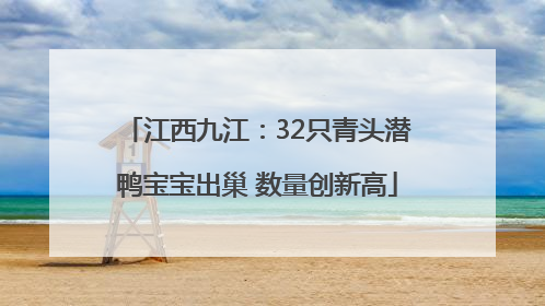 江西九江：32只青头潜鸭宝宝出巢 数量创新高