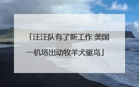 汪汪队有了新工作 美国一机场出动牧羊犬驱鸟