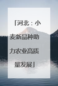 河北：小麦新品种助力农业高质量发展