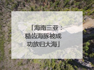 海南三亚：糙齿海豚被成功放归大海
