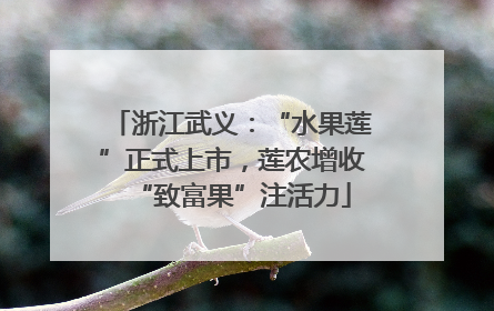 浙江武义：“水果莲”正式上市，莲农增收“致富果”注活力