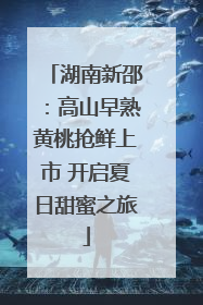 湖南新邵：高山早熟黄桃抢鲜上市 开启夏日甜蜜之旅