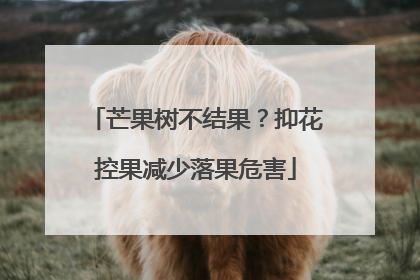 芒果树不结果？抑花控果减少落果危害