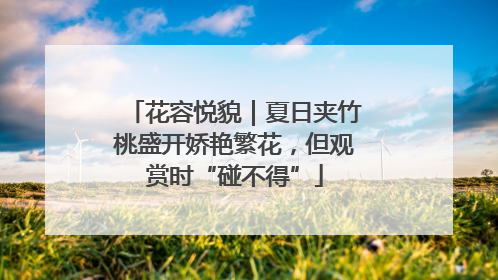 花容悦貌｜夏日夹竹桃盛开娇艳繁花，但观赏时“碰不得”