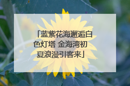 蓝紫花海邂逅白色灯塔 金海湾初夏浪漫引客来
