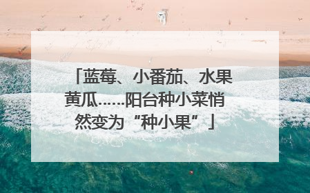蓝莓、小番茄、水果黄瓜……阳台种小菜悄然变为“种小果”