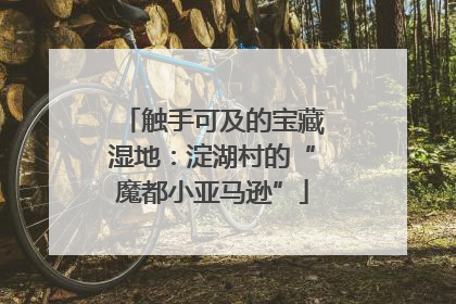 触手可及的宝藏湿地：淀湖村的“魔都小亚马逊”
