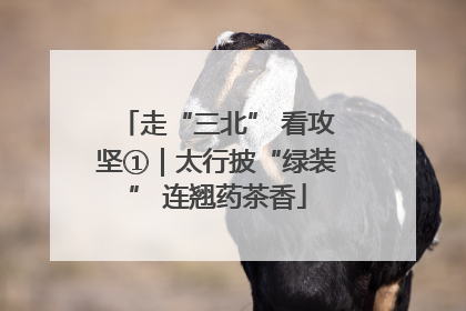 走“三北” 看攻坚①｜太行披“绿装” 连翘药茶香