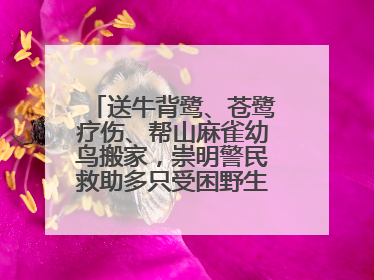 送牛背鹭、苍鹭疗伤、帮山麻雀幼鸟搬家，崇明警民救助多只受困野生保护鸟类