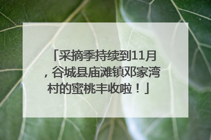 采摘季持续到11月，谷城县庙滩镇邓家湾村的蜜桃丰收啦！