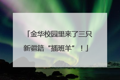 金华校园里来了三只新疆籍“插班羊”！