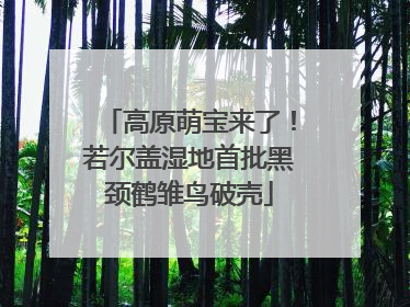 高原萌宝来了！若尔盖湿地首批黑颈鹤雏鸟破壳