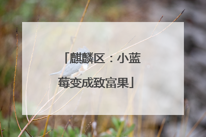 麒麟区：小蓝莓变成致富果