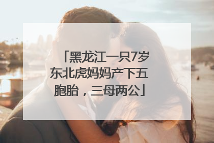 黑龙江一只7岁东北虎妈妈产下五胞胎，三母两公